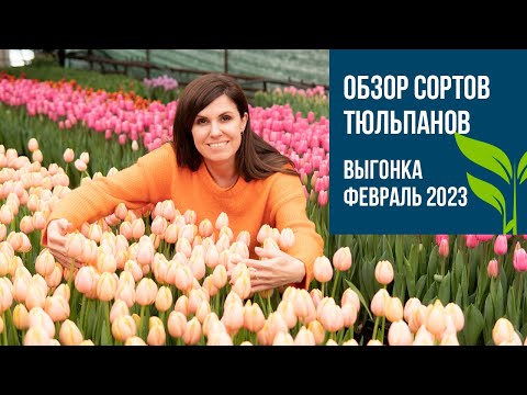 Обзор сортов ТЮЛЬПАНОВ. Выгонка февраль 2023