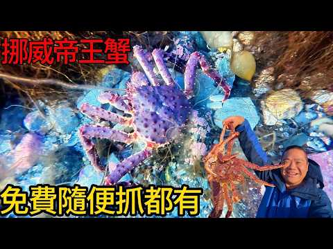 挪威北極圈內的帝王蟹氾濫成災-岸邊這樣都能抓的到!!!!丨不用錢的野生帝王蟹吃到撐丨挪威野餐也太舒服了吧!