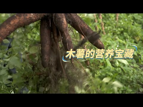 【生产者 Food Producers S2】木薯的种植与美味食谱：一起看看杨家的种植之道