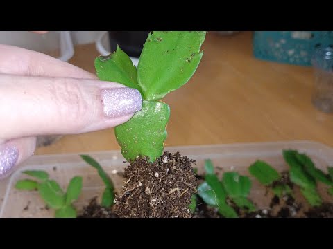 Rooting results of Schlumbergera/Decembrists. Repotting and further care. March 3, 2024