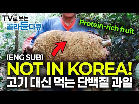 Protein-rich vegetarian diet foods! Harvesting the biggest fruit | Indonesia's Jackfruit | #PickDocu