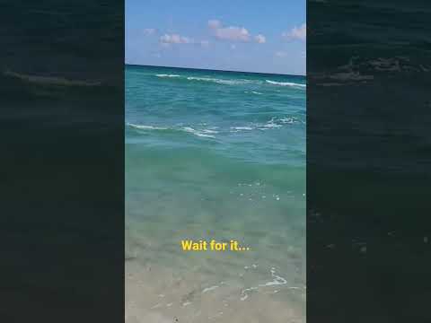 Got a nice welcome from the locals when I was in #miami. #shark #southbeach