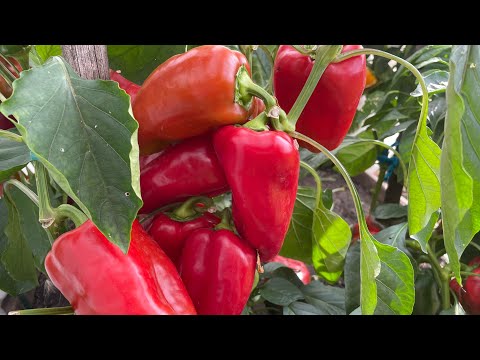 ПРОРАЩИВАЕМ СЕМЕНА ПЕРЦА ПРАВИЛЬНО! Какие стимуляторы и способы работают!