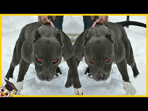 20 verbotene Hunde, die zu gefährlich sind