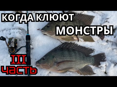 БЕШЕННЫЙ КЛЕВ! ЛУЧШАЯ РЫБАЛКА 2025 !!! 3 ЧАСТЬ!!!  ЛОВЛЯ ТРОФЕЙНОЙ ТИЛЯПИИ !!! УДОМЛЯ