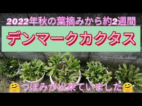 デンマークカクタス2022年度⑤つぼみがふくらんで来ました😊