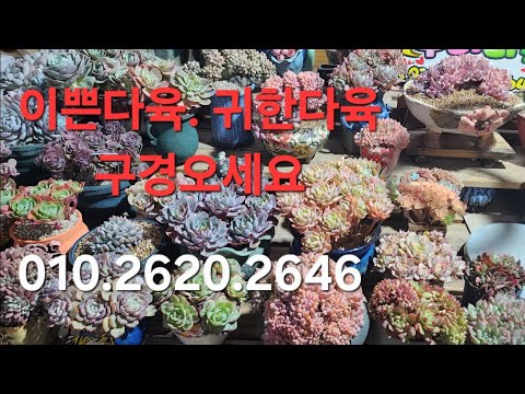 누리다육.예쁜다육가득한 다육맛집 010.2620.2646