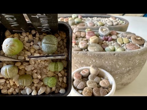 Литопсы/ Lithops. От самых маленьких, до самых больших. 18.01.25