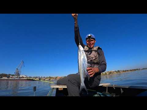 ЭТА ЧЕХОНЬ ЛУЧШЕ ВОБЛЫ. Ловлю Чехонь на Волге простой снастью. Рыбалка на закидушку с лесенкой.