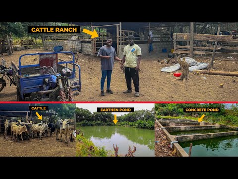 Farm Tour - Inside a 15 Acre Cattle, Sheep, Catfish and Tilapia Farm in Ghana #cattlefarming #cattle