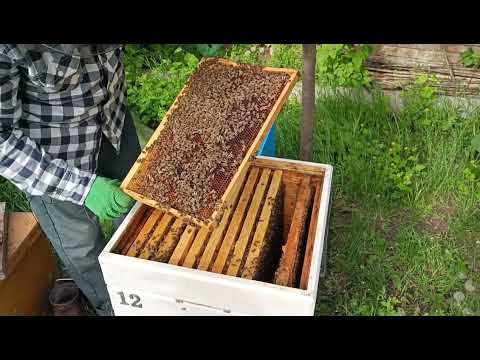 Rapid growth of families for spring honey plants.