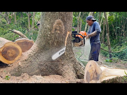 Skills & Experience ‼️ Felling two leaning trees on the river.