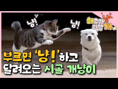 집에 데려온 어미 잃은 새끼 고양이.. 시골개들과 형제 맺더니 시골 개냥이가 되었다. 쥐는 못 잡지만 "손!" 하면 손 주고 할머니만 따라다니는 애교 만점 고양이│#왜그러냥귀엽개