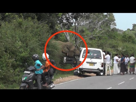 feeding becomes dangerous #elephant #viralvideo