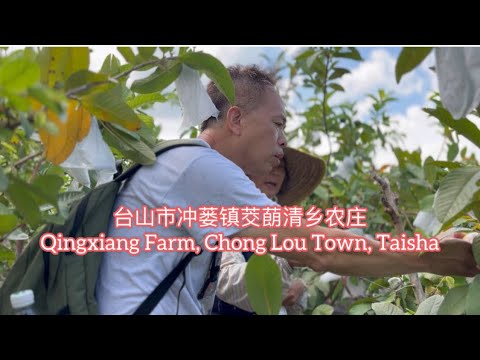 台山市冲蒌镇茭蓢清乡农庄Qingxiang Farm, Chong Lou Town, Taishan探索台山616