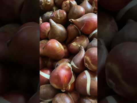 Часть2: Первая поставка от компании Auxaflor. Система хранения и охлаждения луковиц Тюльпанов