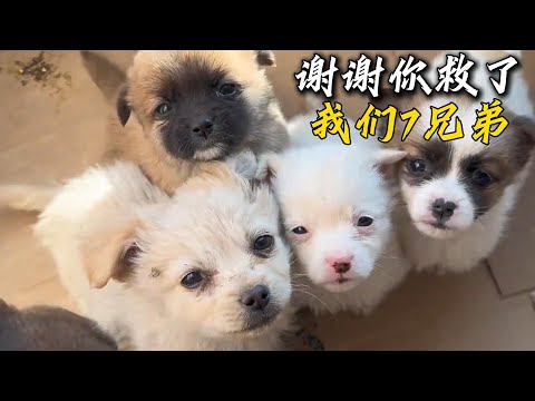 小姐姐回家路上撿了7只小奶狗，每一只都長得很有特點