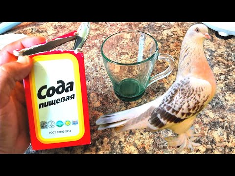 По просьбе делаю раствор для голубей в поилку. Голуби будут как арабские скакуны!!! Pigeon Soda.