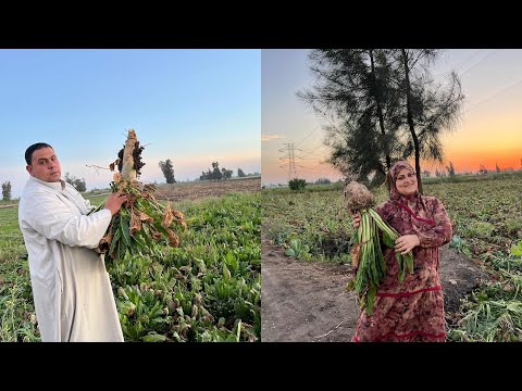 جوزي بيقلي آن الأوان نحصده عشان نسدد كل ديون القصر 🏡#جوله_في_الغيط#محصول_بنجر_السكر#سمسمه_العمده