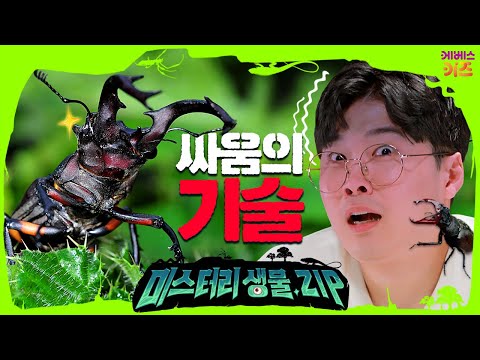 사슴벌레 싸움의 필살기! 미스터리 씨름부ㅣ사슴벌레ㅣ미스터리생물집ㅣ꾹tvㅣKBS 211118 방송