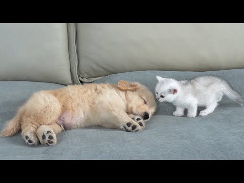 What Does A Tiny Kitten Do When He Finds A Sleeping Golden Retriever Puppy