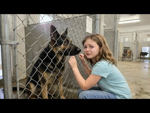 German Shepherd Took 3 Rattlesnake Bites For 7 Year Old — What He Did Left Everyone In Tears