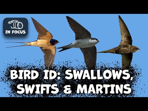 Identifying House Martins, Barn Swallows & Common Swift: A Complete Guide