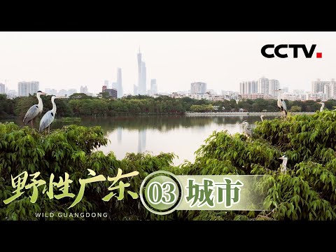 《野性广东》03 城市：镜头深入海珠湿地 探寻广州街坊非常熟悉的鸟类邻居【CCTV纪录】