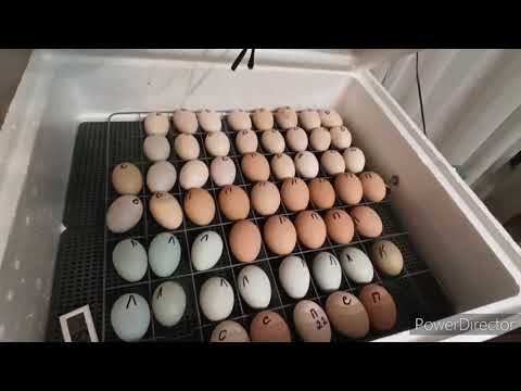 Incubator "Nesushka". How many chicks did it hatch again? 🧐