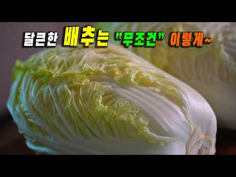 제철 배추는 "이방법이" 최고입니다.👍👍먹을때마다 가족들이 놀라게 되는 맛있는 배추요리 3가지 꼭 만들어보세요. 강쉪