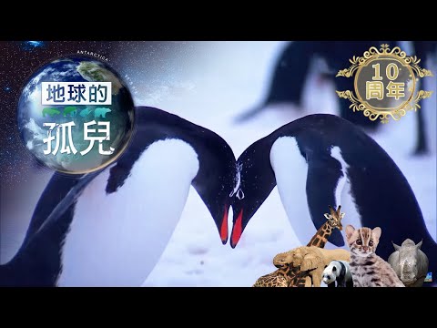地球的孤兒 ~南極(上)崩壞的南極 Orphans of the Earth/Antarctica: Life on a Melting Continent 【全集】|白心儀