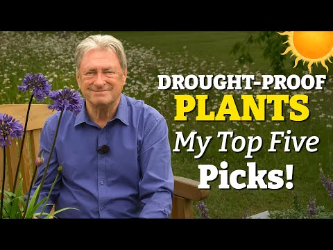 My Top 5 Drought-Resistant Plants for a Low-Maintenance Garden