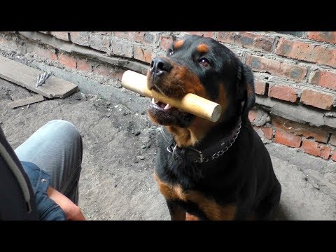 Команда "держать". Ротвейлер