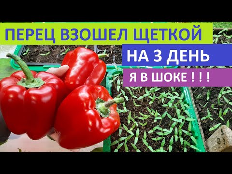 КАК ВЫРАСТИТЬ КРЕПКУЮ РАССАДУ ПЕРЦА БЫСТРЫМ СПОСОБОМ урожайные сорта перца
