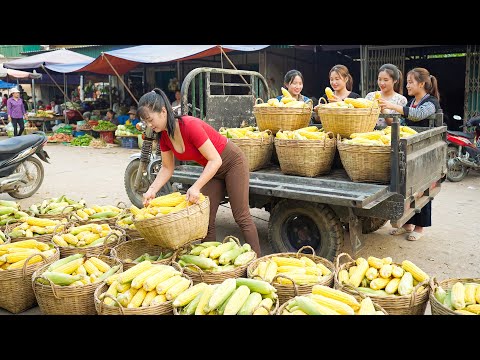 Harvesting 1000 Fresh Corn, Use 3-Wheeled Truck Transport Many Corn Go To Market Sell