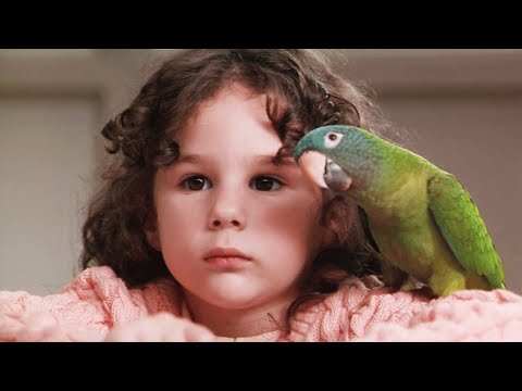 小鹦鹉历时20多年，跨越4000多公里，只为找到曾经的主人，18分钟看完1998年喜剧冒险电影《阿鹦爱说笑》