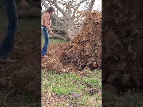 2025 tornado damage. The morning after the tornado #tornado #Storm #Damage #House #FYP #Missouri