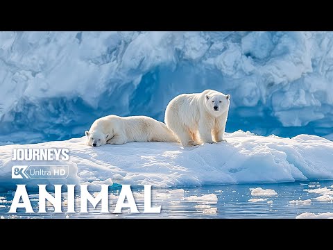 Incredible Animal Journeys | How Animals Thrive in the Arctic Wilderness