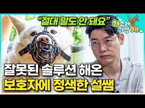 "애들이 뭐라고 생각하겠어요?" 살벌하게 싸우는 진돗개들 때문에 이것저것 안 해본 것이 없었던 보호자의 잘못된 훈련을 본 설쌤의 반응│#왜그러냥귀엽개