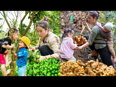 Harvest Lemons and Ginger to sell - Boil Giant Crabs for dinner with single mom and children