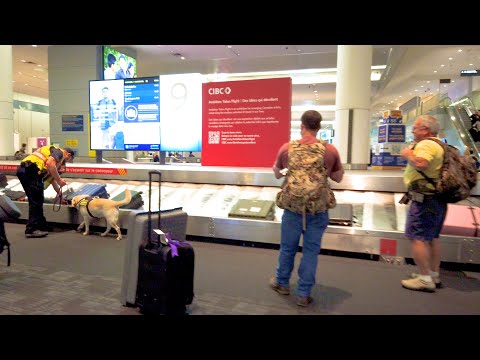 Arriving At Toronto Pearson International Airport 🇨🇦
