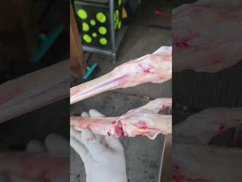 Big game processing tip: removing the lower hind leg bones