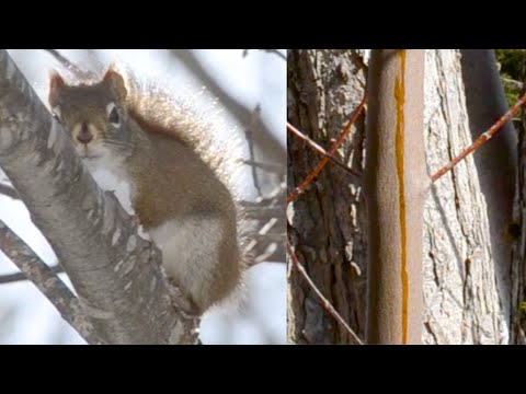 A Common Squirrel Behavior That Often Gets Missed