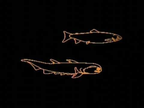 Carl Sagan - COSMOS - Evolution