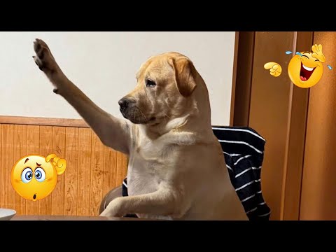 I Wanted a DOG, But God Gave Me a COMEDIAN! 😂 Best Funny Dogs Moments 😂