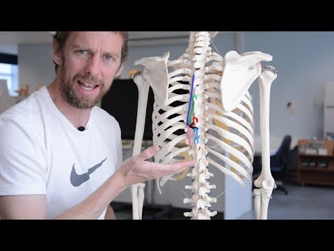 Deep, deep muscles of the back