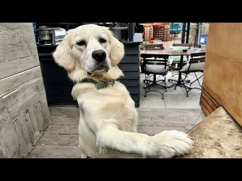 I dare you not to laugh at these FUNNY DOGS 😂