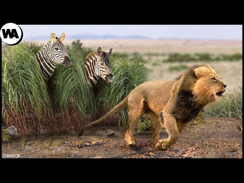 Вот Почему Львы Перестают Охотиться На Зебр