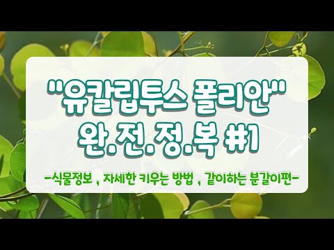 [유칼립투스 폴리안] 유칼립투스폴리안 완전정복1편-기본정보&분갈이