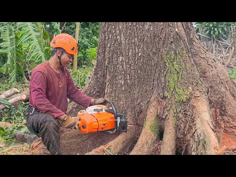 Incredible  !! Cutting of a Tall, Large Mahogany Tree
